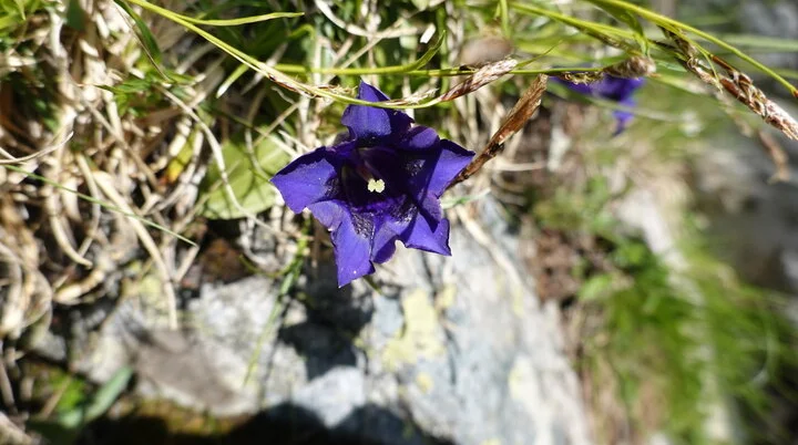 Enzian | © DAV Heidelberg/Sylvia Katz