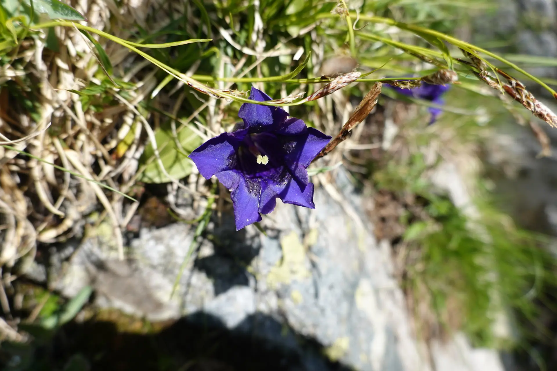 Enzian | © DAV Heidelberg/Sylvia Katz