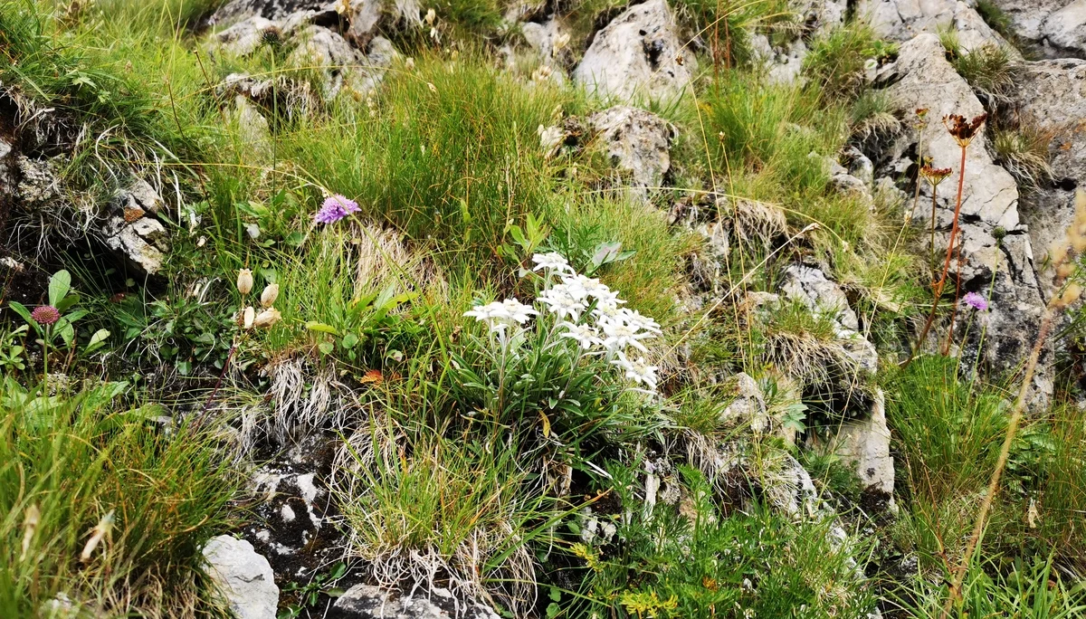 50 Jahre Hexenseehütte & Weitwanderweg 712 | © DAV Heidelberg/Marc Derungs 