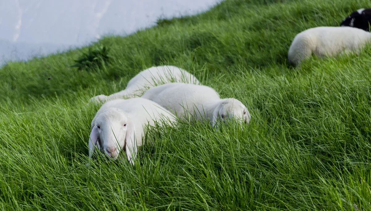 Schafe auf einer grünen Bergwiese | © DAV/Hans Herbig