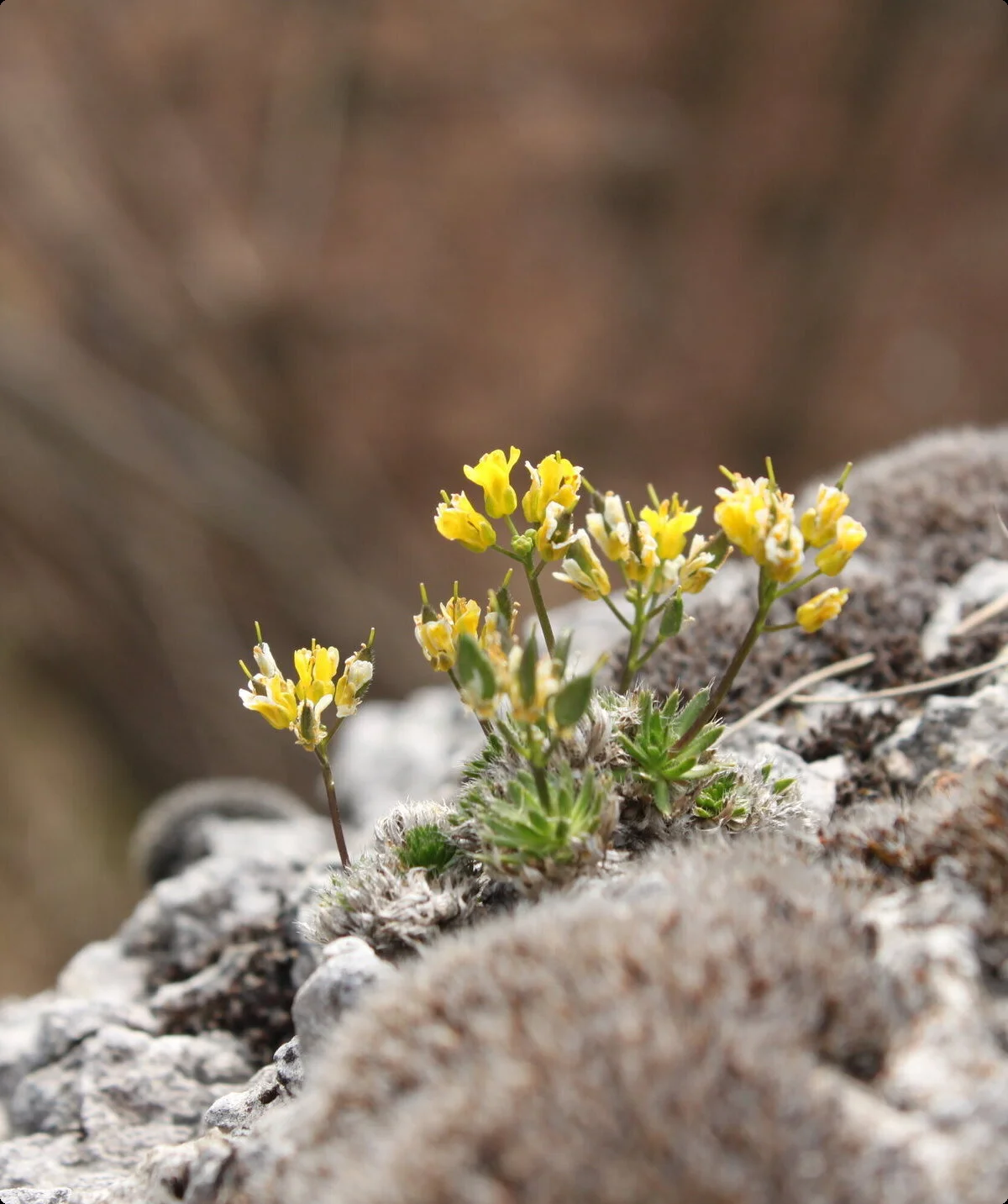 Pflanzen in den Bergen: der Alpenwundklee | © DAV/Steffen Reich