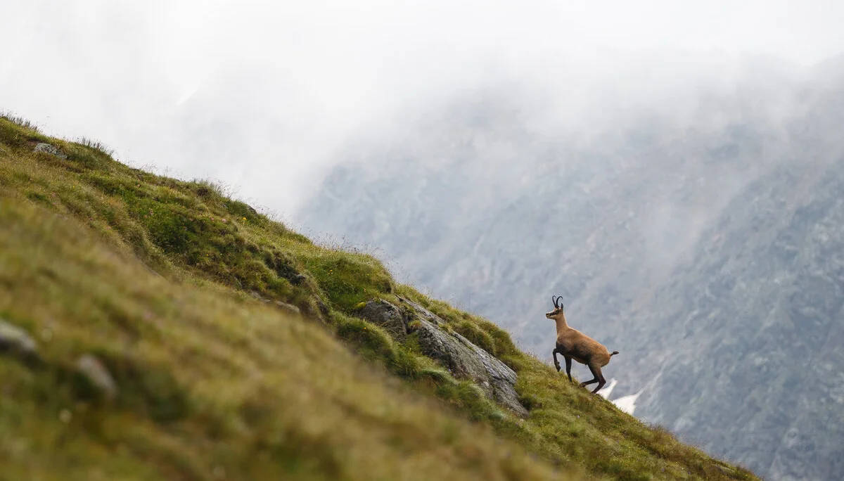 Eine Gemse auf einem grünen Beghügel | © DAV/Marco Kost